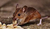 24 Hour & Emergency Exterminators in Whitakers, NC